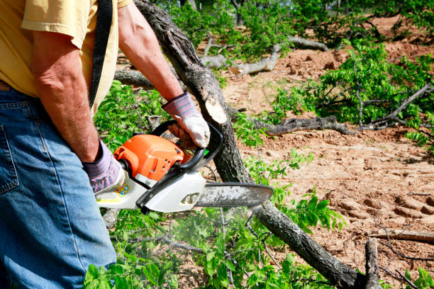 Trusted Wedgefield, SC Tree Service Experts